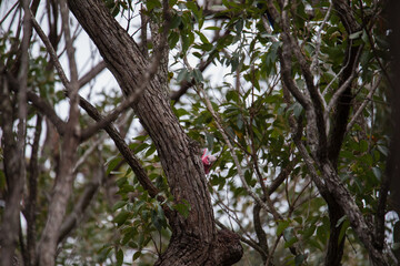 Fototapeta na wymiar A pair of galahs investigating their nest in a tree.
