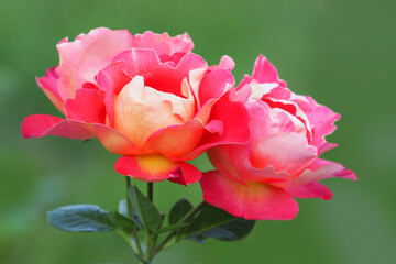 Two pink with yellow roses, beautiful rose blooming in the garden