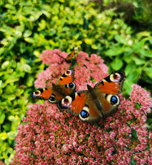 Motyle i rozchodnikowiec okazały © Daria