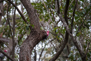 A pair of galahs investigating their nest in a tree.