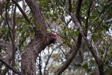 A pair of galahs investigating their nest in a tree.