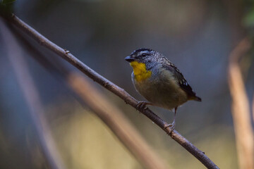 Spotted pardalote (Pardalotus punctatus) in Australia 
