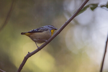 Obraz premium Spotted pardalote (Pardalotus punctatus) in Australia 