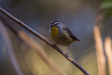 Spotted pardalote (Pardalotus punctatus) in Australia 