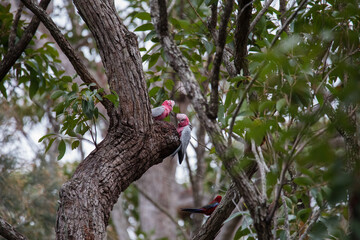 A pair of galahs investigating their nest in a tree.