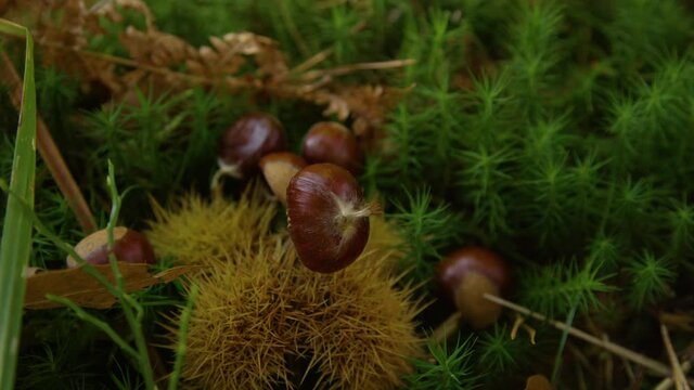 CLOSE UP: Detailed view of chestnuts scattered across the moss covered forest floor. Spiky chestnut shells and brown kernels lie on the mossy woodland ground. Ripe chestnuts lying on the ground.
