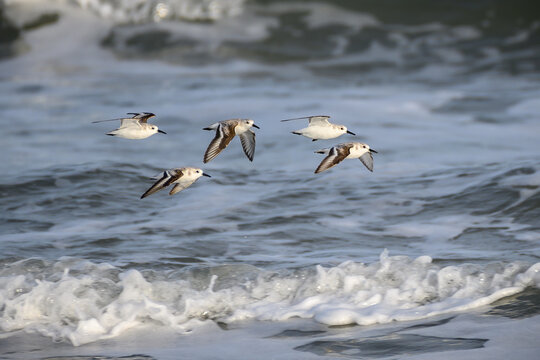 Sanderlings in flight