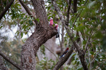A pair of galahs investigating their nest in a tree.
