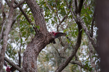 A pair of galahs investigating their nest in a tree.