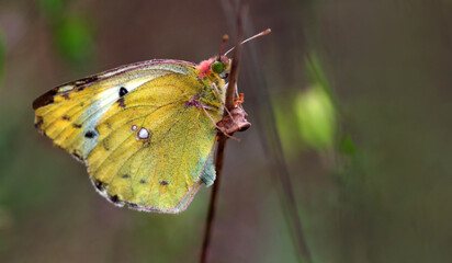 colorful yellow butterfly on a twig close-up