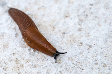 Spanish slug Arion vulgaris snail crawls along a garden concrete path, invasive brownish dangerous pest agriculture, harmful harvest eater