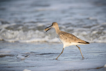 Willet meal