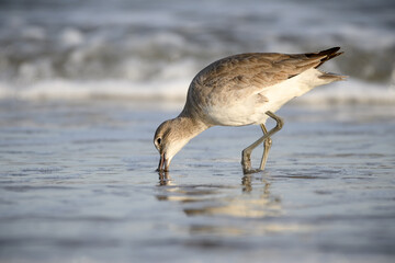 Willet digging for dinner