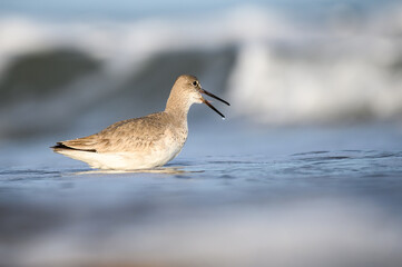 Willet in the waves