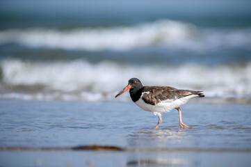 Oystercatcher in the surf