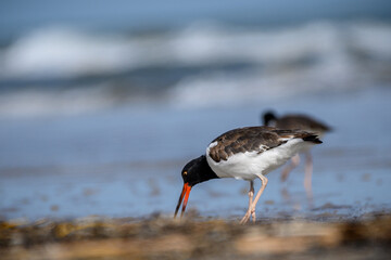 Oystercatcher foraging for food