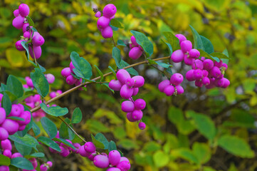 Beautiful bright purple fruits of the Snowberry (Symphoricárpos) close-up on the branches of a bush with green leaves