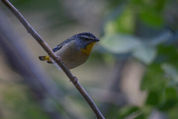Spotted pardalote (Pardalotus punctatus) in Australia 