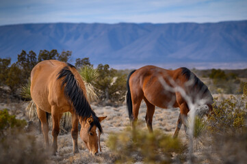Fototapeta na wymiar Mustangs in the desert