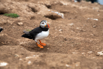 Close up shot of an Atlantic puffin