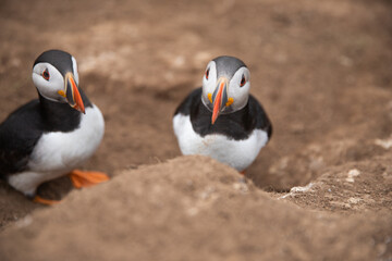 Close up shot of a pair of Atlantic puffins