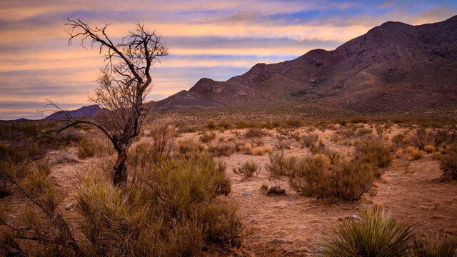 Organ Mountains morning