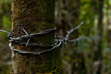 alambre de p&uacute;as amarado a un &aacute;rbol