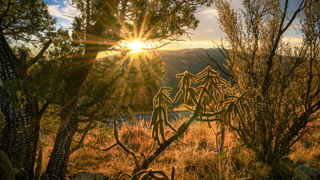 Sunset among the cactus