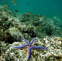 Costa Rica Pacific sealife