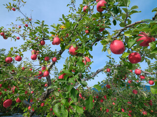 真っ赤に完熟した弘前ふじ