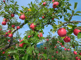 日本の赤いリンゴ