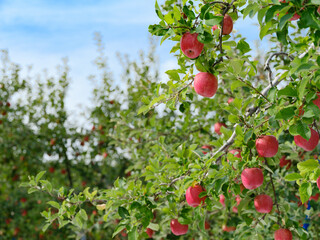 たわわに実る真っ赤に完熟したリンゴ園の風景
