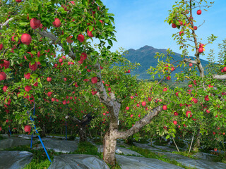晴れた朝の赤いリンゴと岩木山