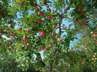 たわわに実る真っ赤に完熟したリンゴ園の風景