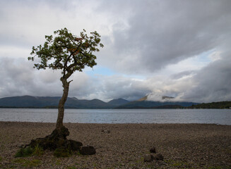 A lone tree on Loch Lomond in Scotland, UK with low cloud over the mountains