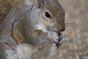 Obraz premium Squirrels in St. James's Park in London. They jump, gnaw nuts and sit on the fence.