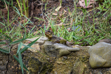lizard