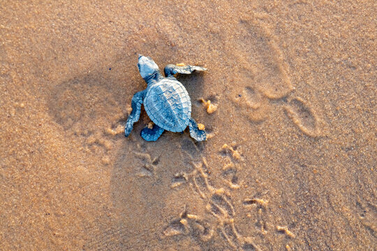 Émergence de tortues en Guyane