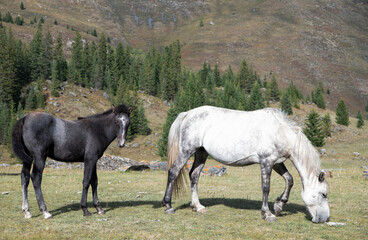 two horses in a field