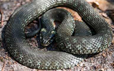 The snake is already curled up in a ball, basking in the spring sun. Selective focus. Close-up.