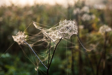 Cobweb at the river Venta waterfall in autumn morning, Kuldiga, Latvia.
