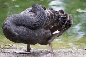 Fototapeta premium Waterfowl in St. James's Park in London. Swim in the water and walk on the grass in the park.