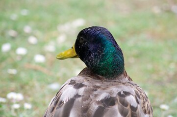 Fototapeta premium Waterfowl in St. James's Park in London. Swim in the water and walk on the grass in the park.
