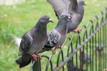 Waterfowl in St. James's Park in London. Swim in the water and walk on the grass in the park.