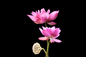 Pink lotus flowers, isolated on black background. Object with clipping path