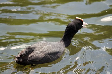 Waterfowl in St. James's Park in London. Swim in the water and walk on the grass in the park.