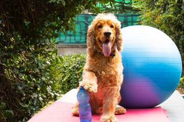 cute cocker spaniel ready for pilates lesson, fitness concept photography, humorous photography,...