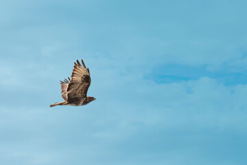 buzzard bird at the moment of hunting, against the background of the blue sky