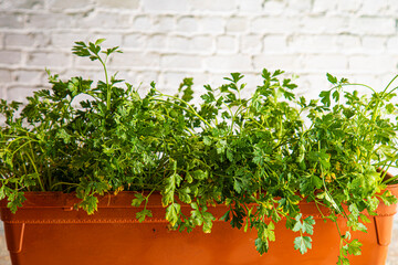 parsley grown at home in a pot on a white brick wall background