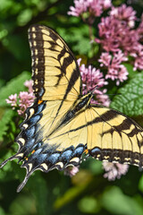 Closeup of an Eastern Tiger Swallowtail Butterfly (Papilio glaucus) with wings opened feeding on Joe-Pye Weed  (Eupatorium purpureum). 